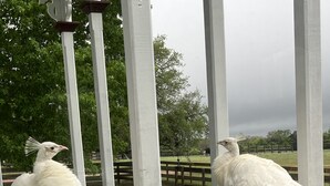 Two white birds perched on a white railing of a porch. - Amazing Secluded cottage under huge trees, on a working Ranch. (Flatonia)