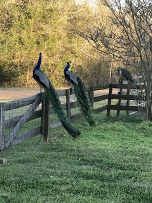 Two peacocks with long tails standing on a grassy area near a wooden fence. - Amazing Secluded cottage under huge trees, on a working Ranch (Flatonia)