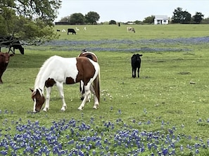 Screenshot202026-09-1520161305 - Amazing Secluded cottage under huge trees, on a working Ranch (Flatonia)