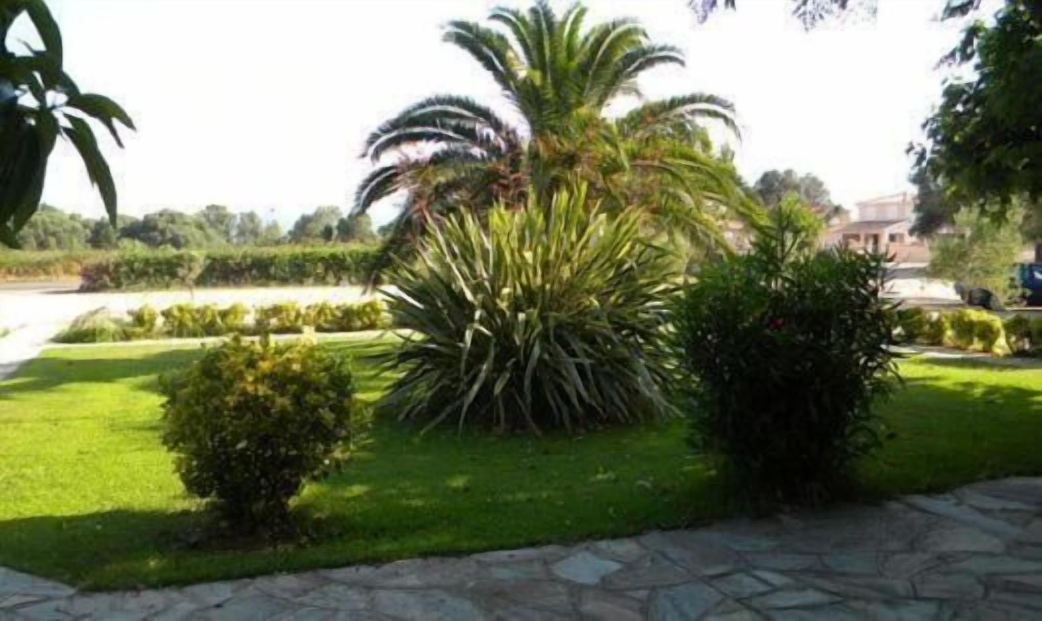 Un jardín ajardinado con una palmera, un arbusto pequeño y un camino de piedra.