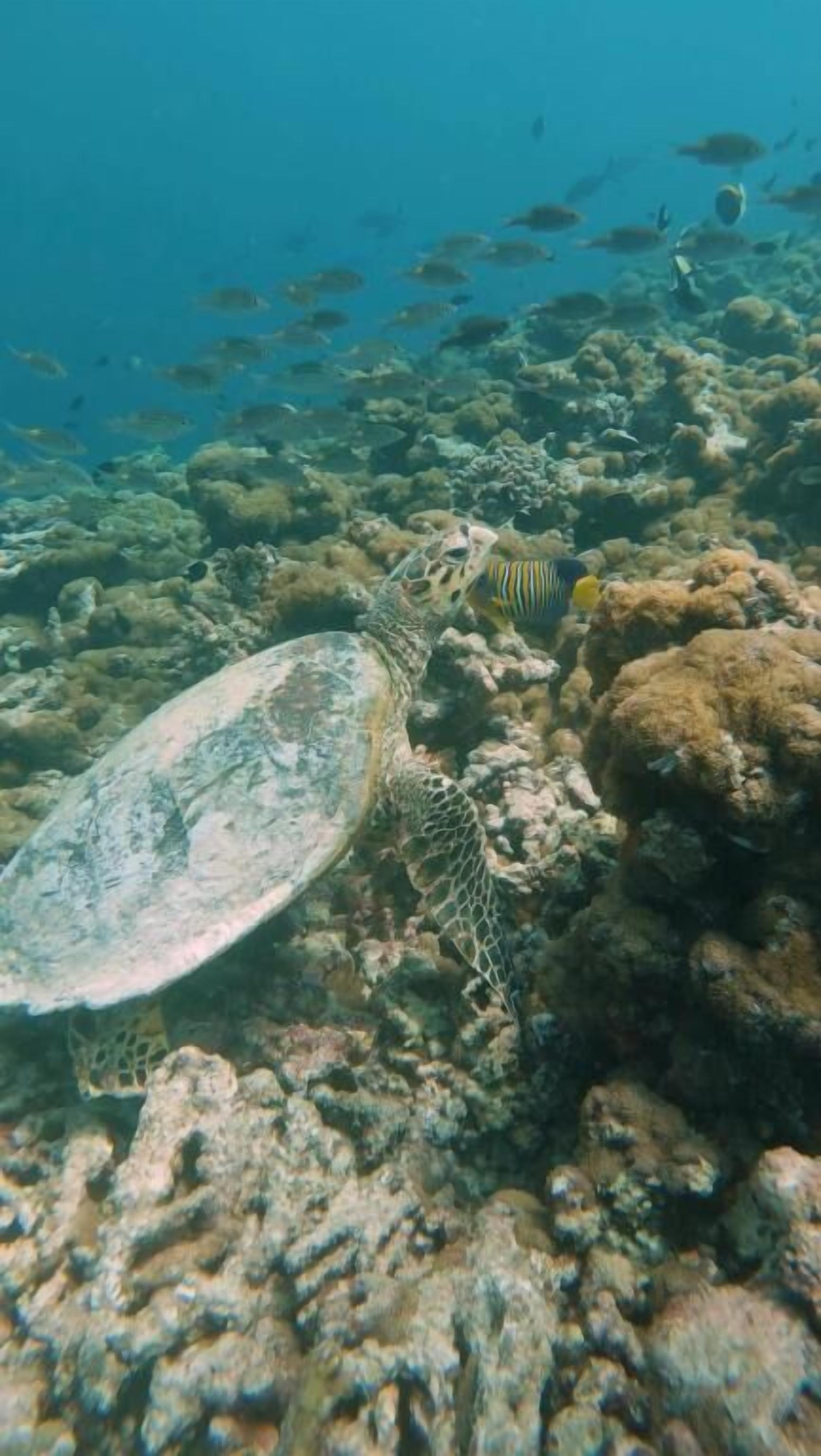 Une scène sous-marine mettant en scène une tortue près d’un récif corallien, entourée de différents poissons.