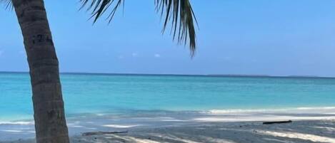 Une plage à l’eau turquoise et limpide, bordée de palmiers.