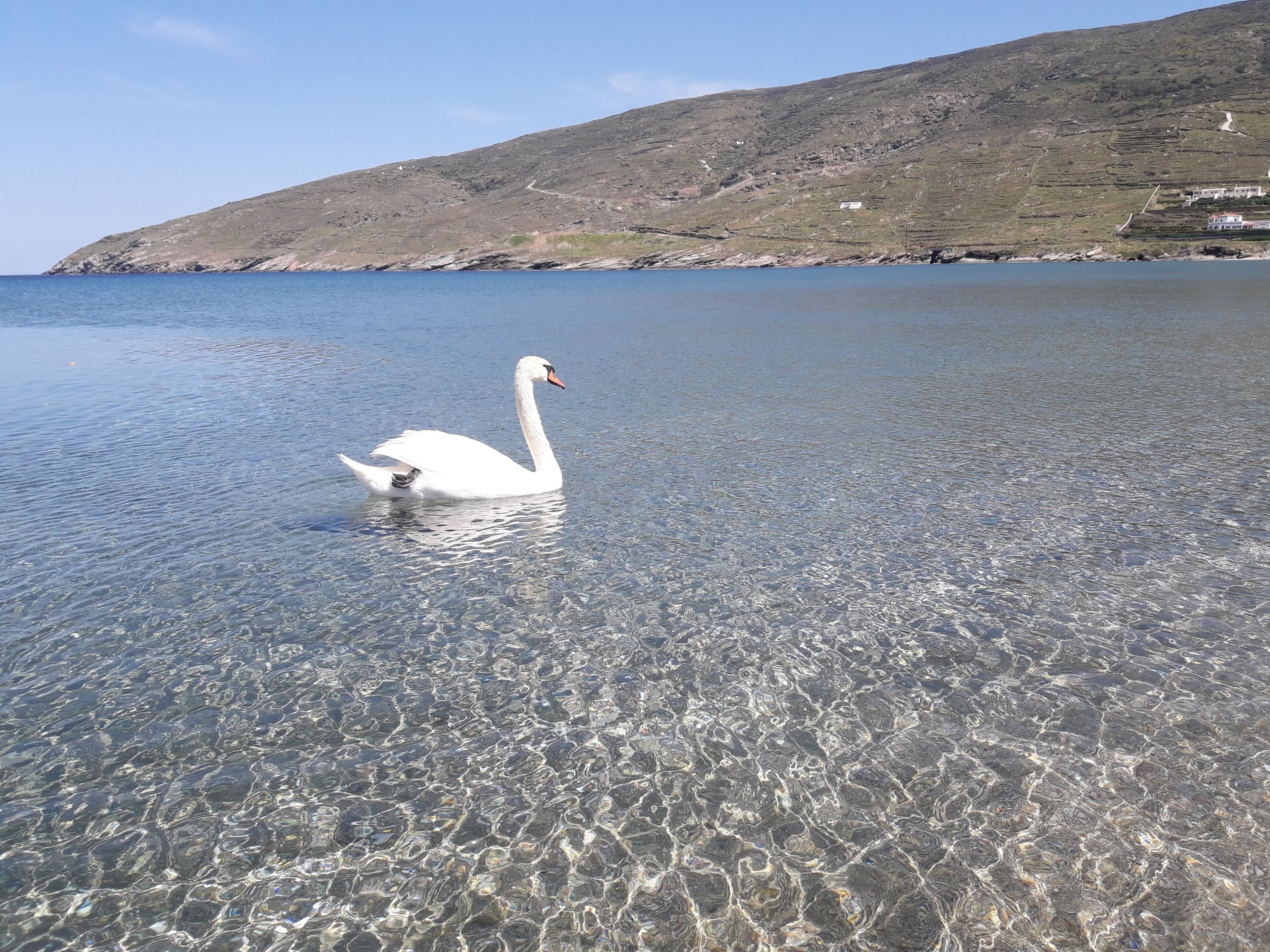 Un cygne nage dans une eau claire et peu profonde, avec un paysage vallonné en arrière-plan.