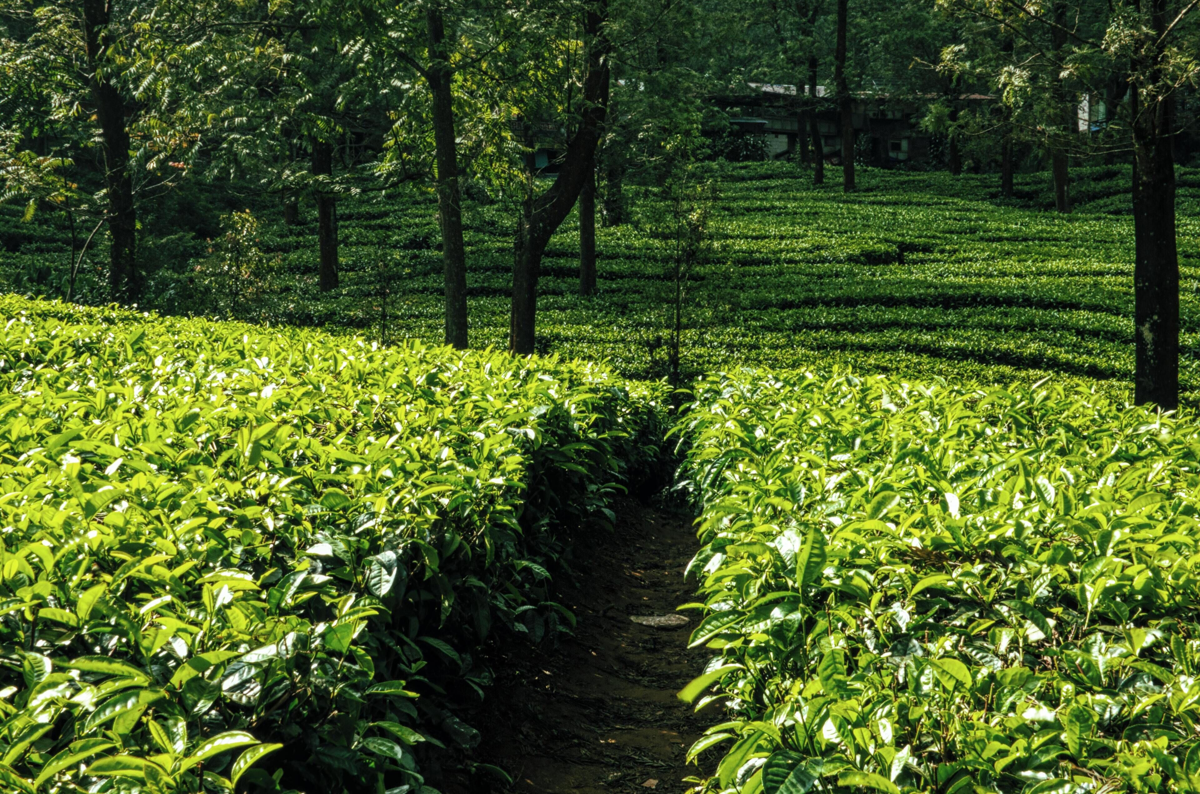 Una exuberante plantación de té con hileras de plantas de té y un sendero estrecho entre ellas.