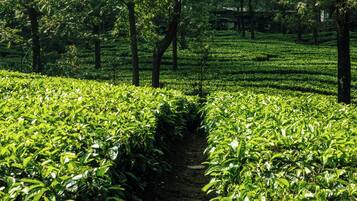 Una exuberante plantación de té con hileras de plantas de té y un sendero estrecho entre ellas.