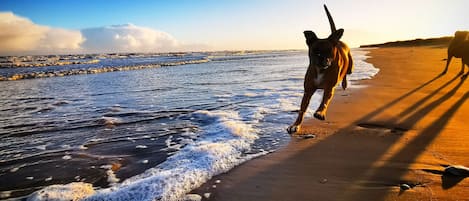 Strand