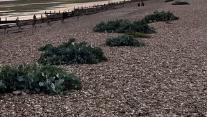 A pebbled beach with a wooden fence and vegetation. - Studio Annie is the most relaxing place to stay  with free off road parking (Worthing)