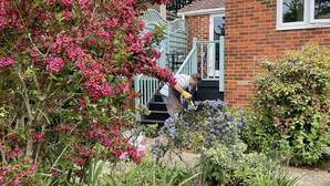 A residential garden with a variety of plants and flowers, a brick house with a blue door, and a person tending to the garden. - Studio Annie is the most relaxing place to stay  with free off road parking (Worthing)
