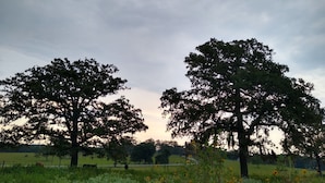 Two large trees in a field with a fence in the foreground. - Country Dome Suites (Bellville)