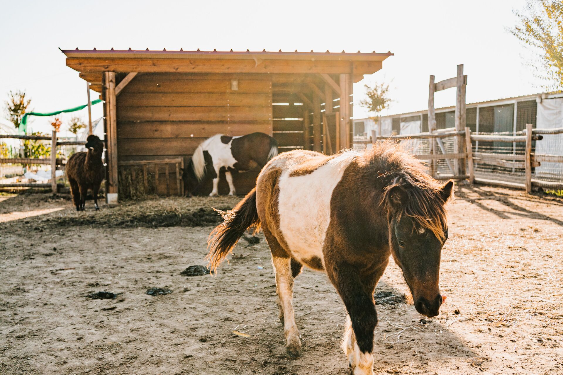 A stable with a wooden roof and a dirt floor.