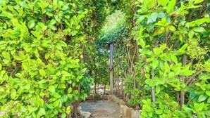 A stone pathway surrounded by lush green foliage leading to a gazebo. - Santa Barbara Vacation Rental w/ Pool & Hot Tub! (Santa Barbara)