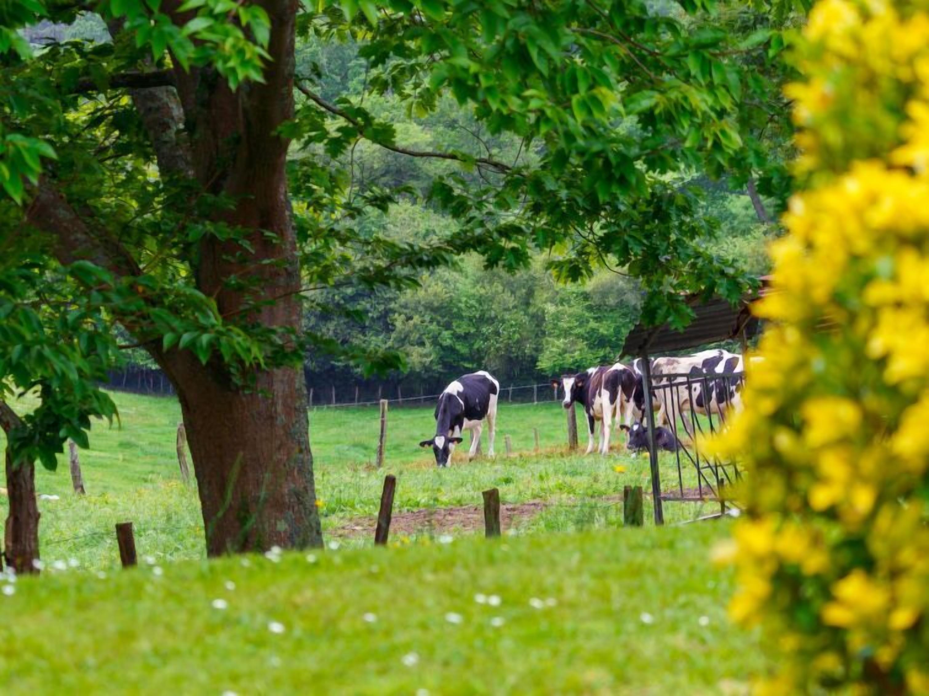 Paesaggio rurale con mucche al pascolo in un campo recintato, circondato da alberi e vegetazione.