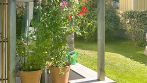Zwei Blumentöpfe auf einem Balkon mit einem Rasen im Hintergrund.