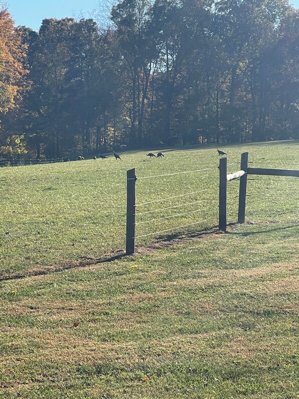 Un campo cubierto de césped con una cerca de madera y árboles al fondo.