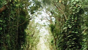 A road flanked by dense foliage, leading into a forested area. - Fully Decked Lifted 4WD Lexus GX470 Camper! (Kapaa)