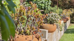 Ein Garten mit verschiedenen Pflanzen und einer Beton-Pflanzmauer.