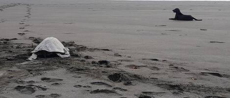 A beach with footprints and a dog.