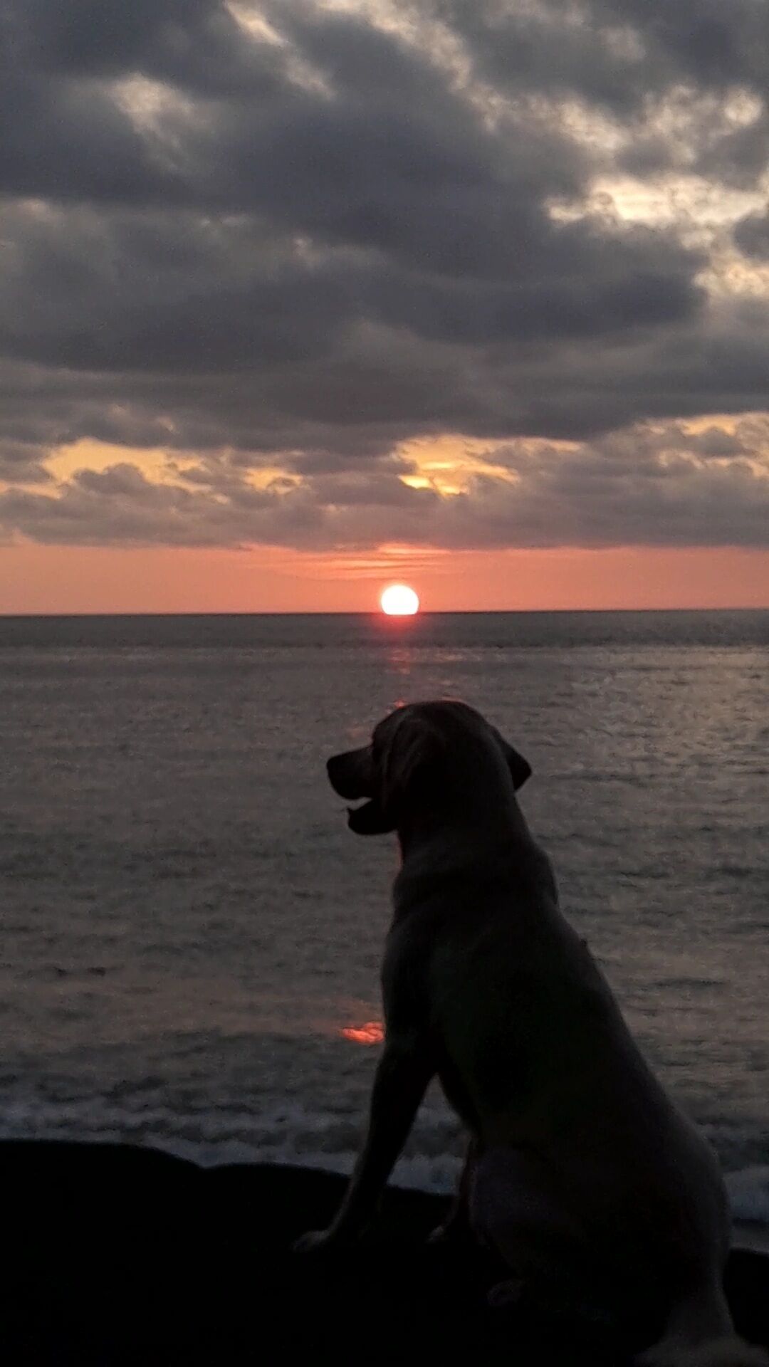 A dog sitting by the ocean at sunset.