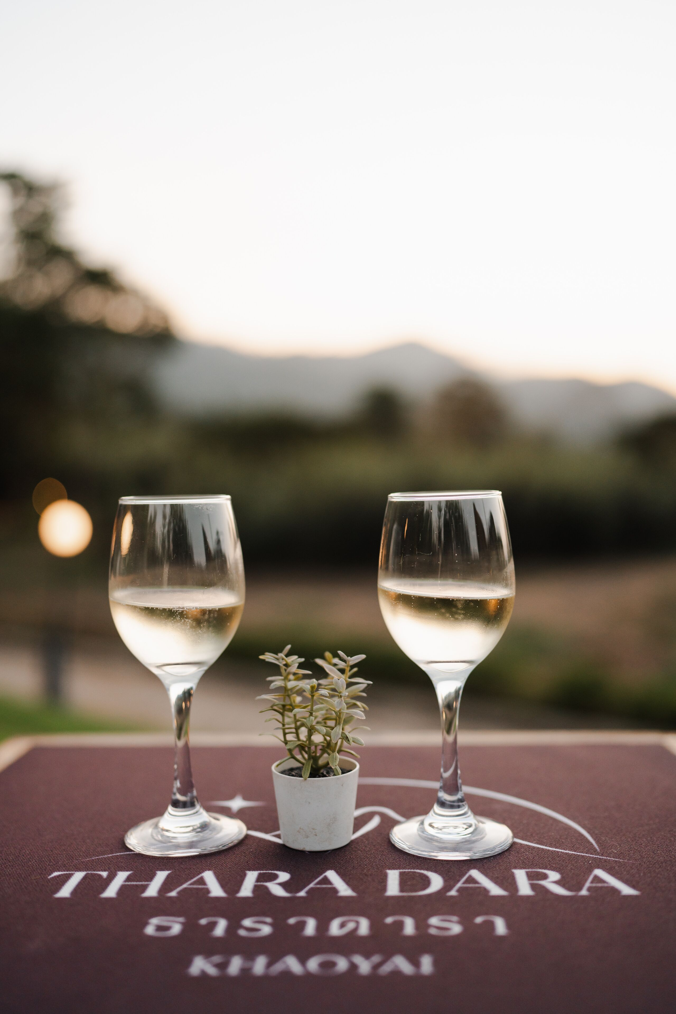 Two wine glasses on a table with a small potted plant and a tablecloth that reads "THARADA DARA".