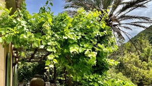 A garden with a bench, a large pot, and a pergola covered in vines. - Propriété de Charme à Bonifacio (Bonifacio)