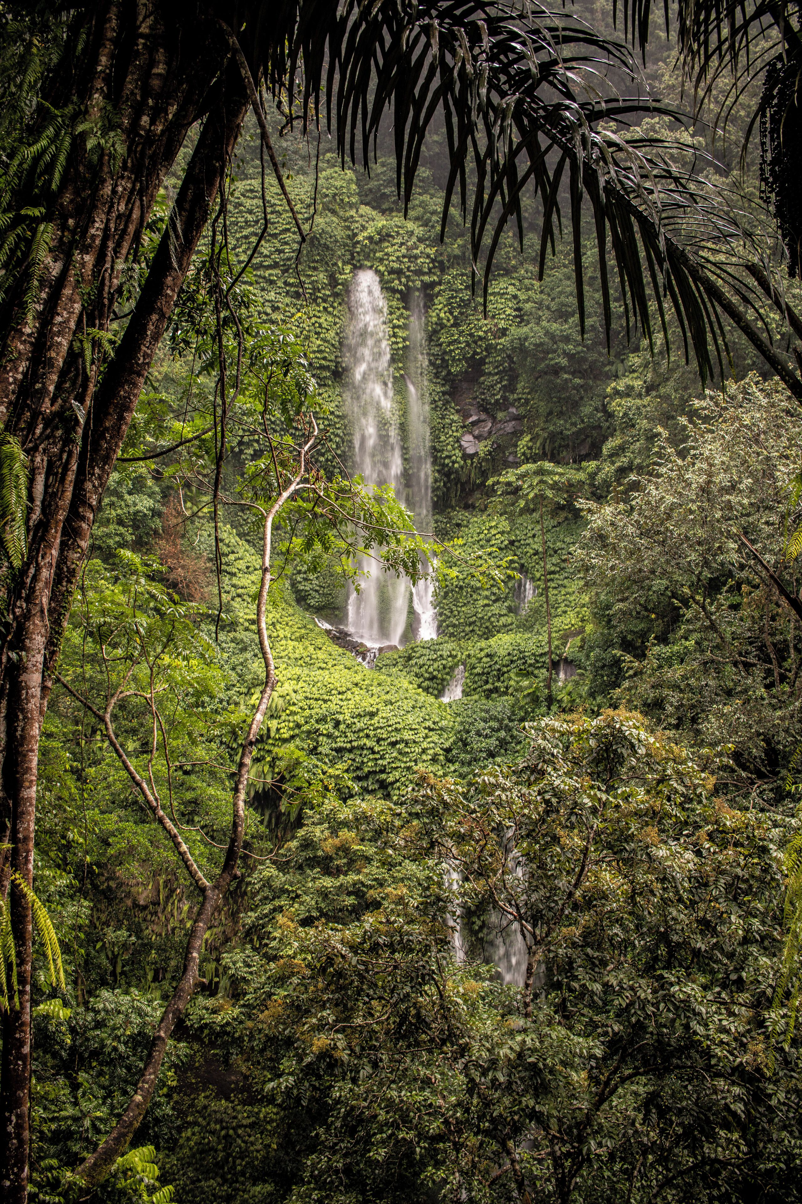 Una selva exuberante con múltiples cascadas y vegetación densa.