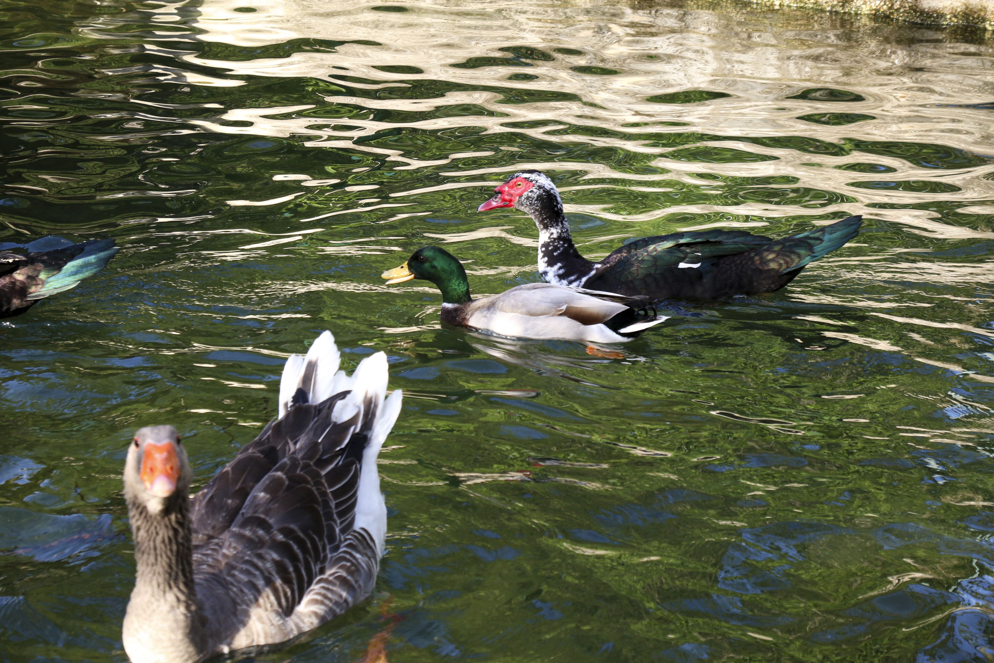 A group of ducks swimming in a pond.