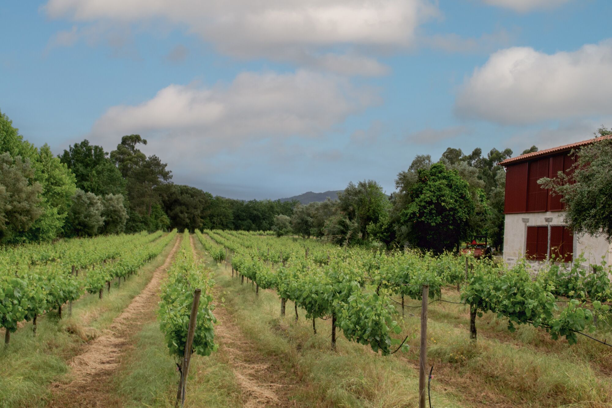 A vineyard with rows of grapevines and a red building in the background.