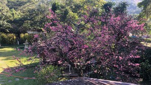 A garden with a variety of trees, including a prominent flowering tree in the foreground. - Kronemhouse Pousada (Petrópolis)