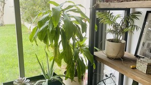 Un espacio interior moderno con un ventanal grande, una planta en maceta, una estantería y un jarrón decorativo.