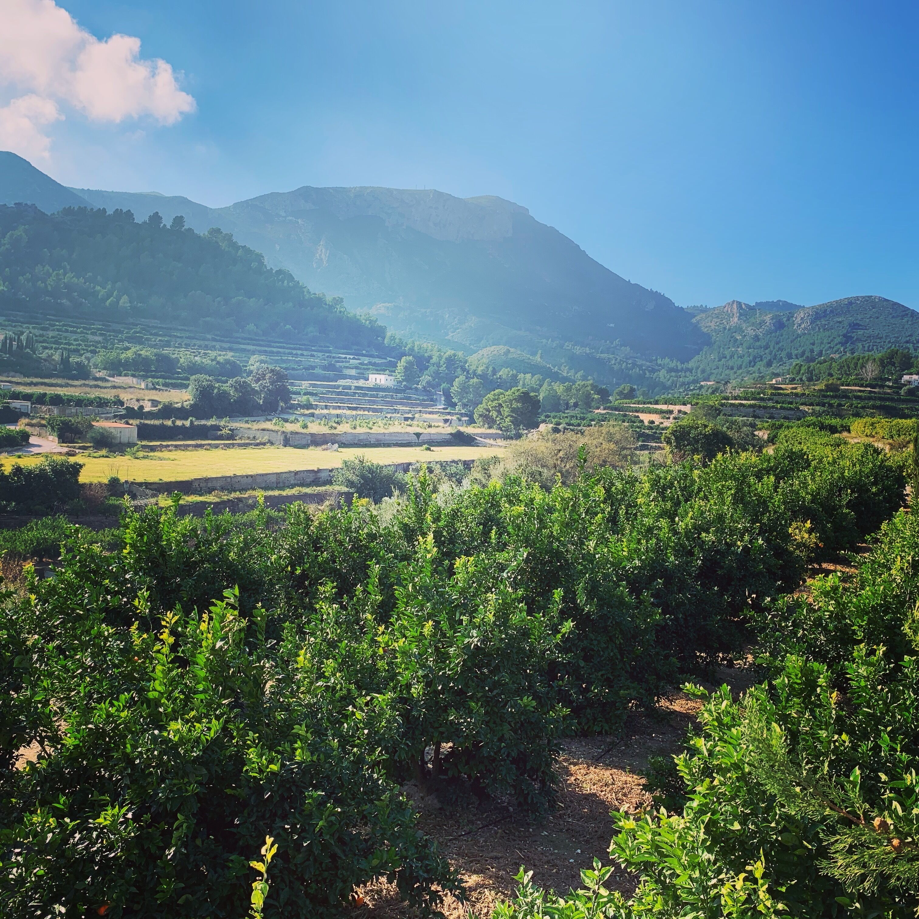 A vineyard with rows of grapevines and terraced fields in the background.