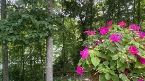 A garden with a hanging flower basket and a wooden deck.