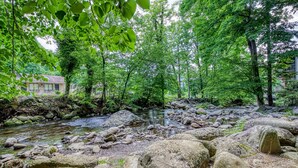 Eine natürliche Landschaft mit einem Bach, Steinen und Bäumen.