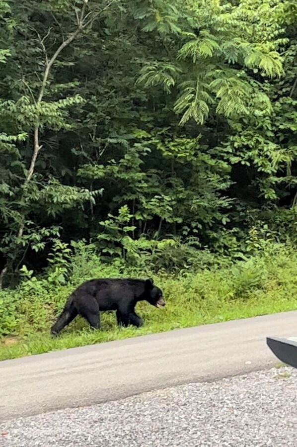 A bear walking along a roadside in a forested area. - Cozy cabin Peaceful Side, Townsend, TN, Laurel Valley, no steep roads (Townsend)