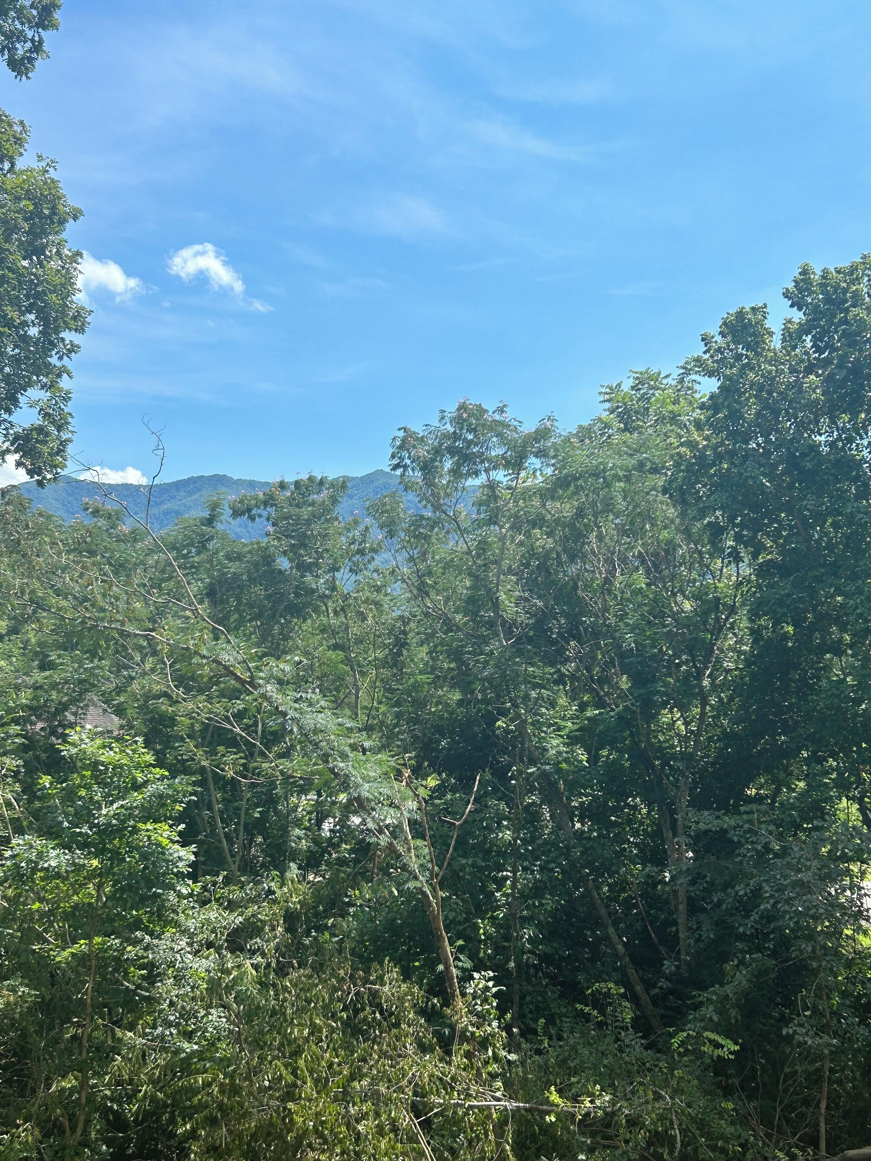 A dense forest with a mountain in the background.