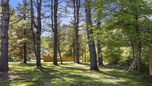 A wooded area with tall trees and a grassy ground. - Fantastic retreat 5 mins from Village with media room, AC and sauna! (Stowe)