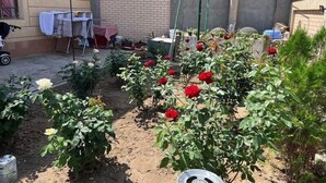 A garden with various plants and flowers, a brick wall, and a building with an air conditioning unit. - Shodlik Guest House (Khiva)