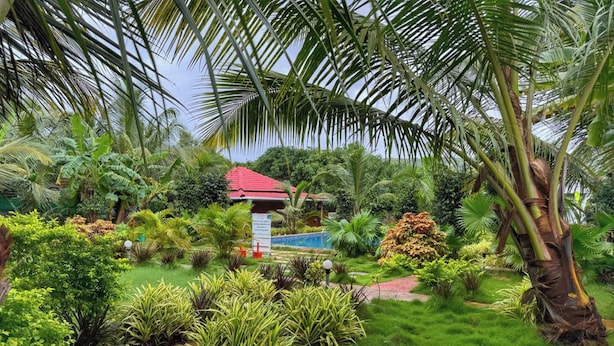 A lush garden with a variety of tropical plants, a small pond, and a building with a red roof. - White Truffle Resort (Arambol)