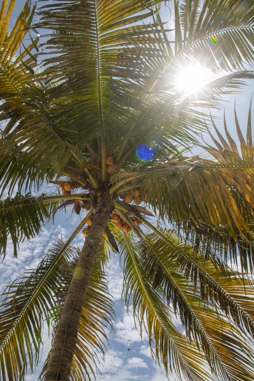 A palm tree with coconuts and sunlight filtering through the leaves.