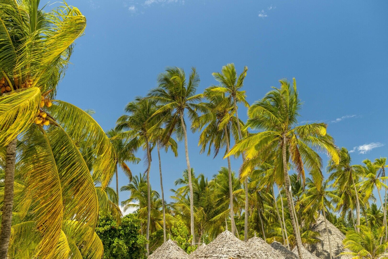 A tropical landscape with palm trees and thatched huts.