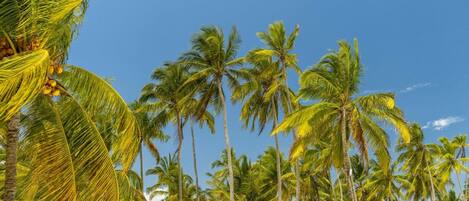 A tropical landscape with palm trees and thatched huts.