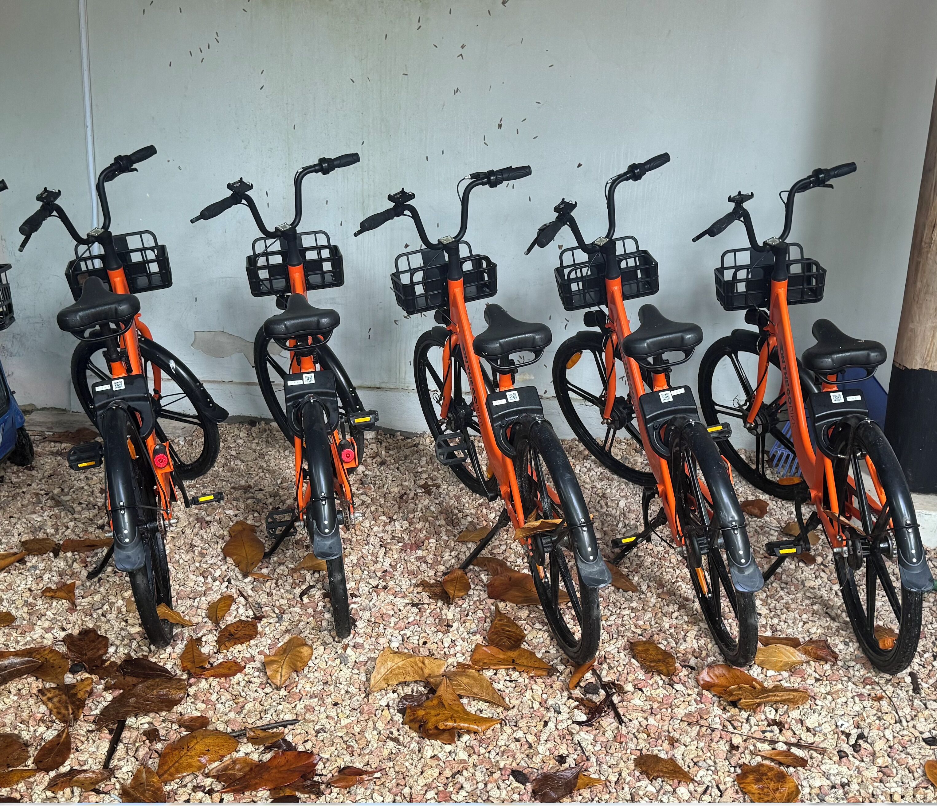 Een rij oranje fietsen met mandjes, geparkeerd op een grindpad met verspreide bladeren.