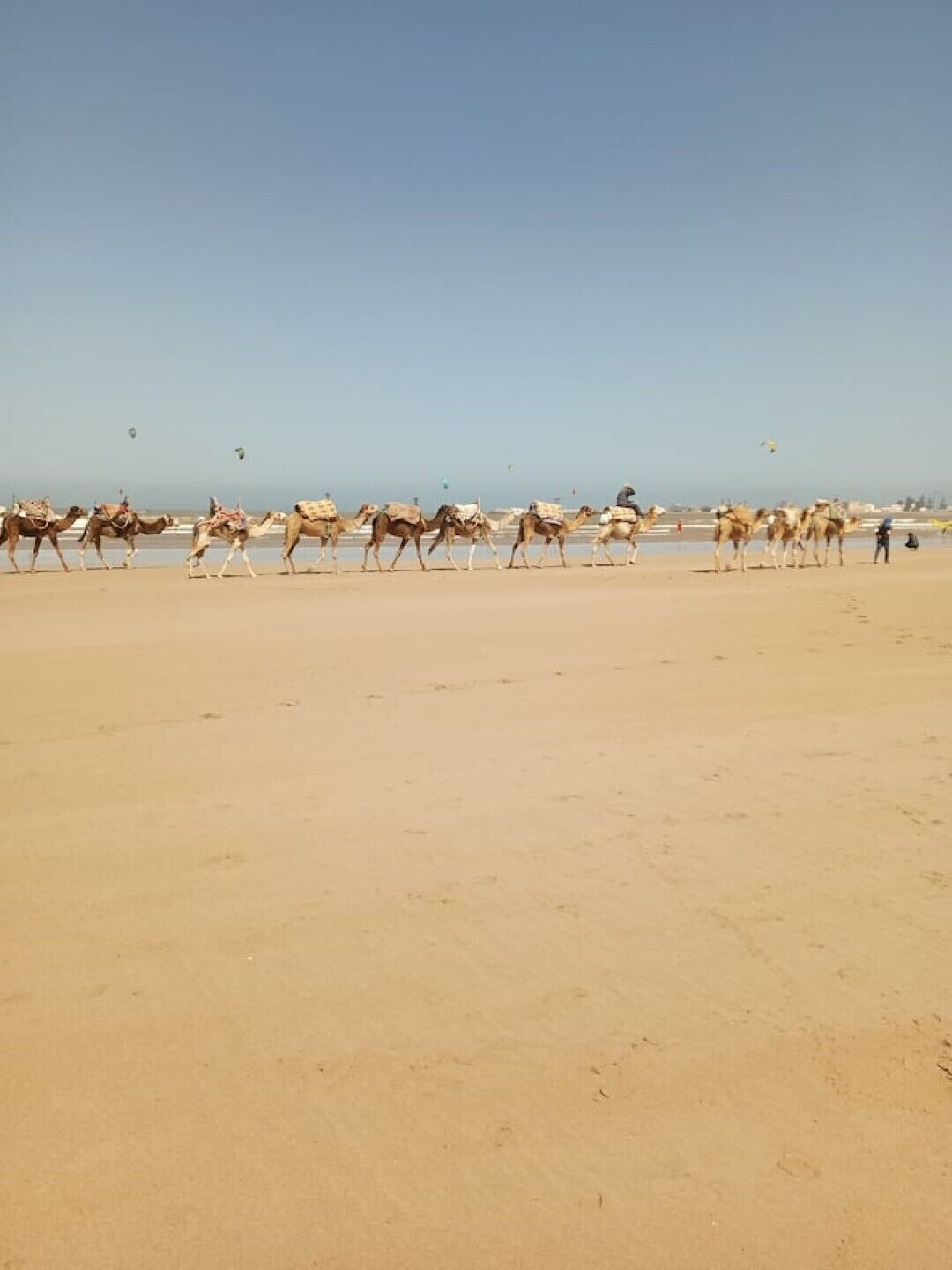 A sandy beach with camels and a person in the background.