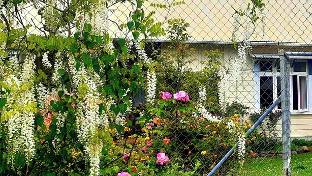 A garden with flowering vines and pink roses, a chain-link fence, and a building in the background.