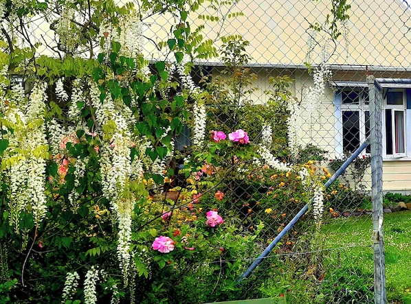 Um jardim com trepadeiras floridas e rosas cor-de-rosa, uma cerca de arame e um edifício ao fundo.