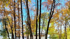 Un parc avec des arbres et un sentier recouvert de feuilles mortes.