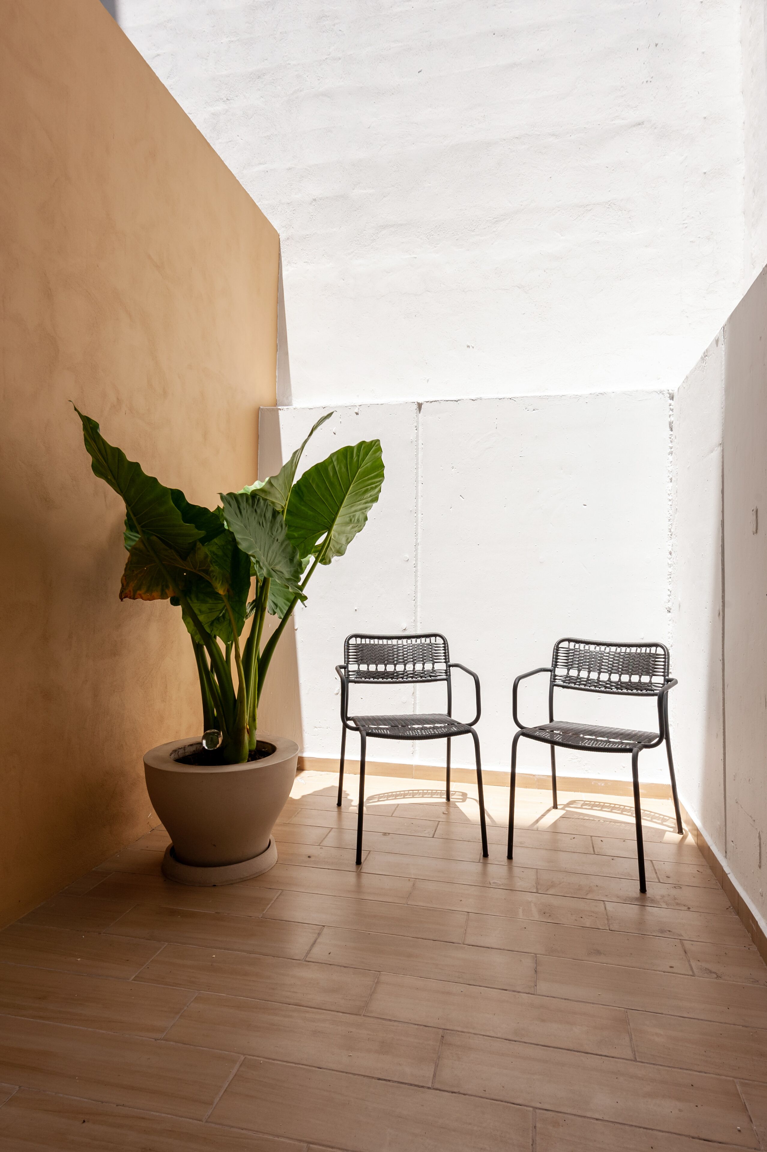 A balcony with a potted plant and two metal chairs.