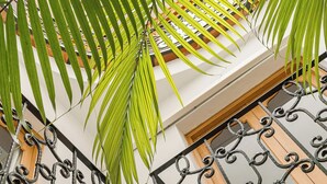 A balcony with wrought iron railings and a palm tree. - casa carpa andalucia II (Nerja)