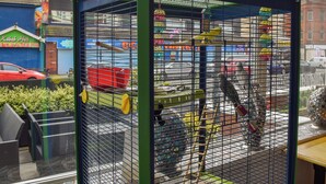 A birdcage with a ladder, a red container, and a green perch.