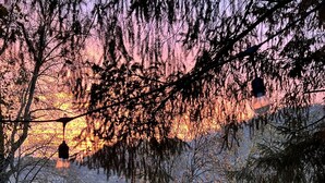 Un parc avec des arbres, un lac et un coucher de soleil.