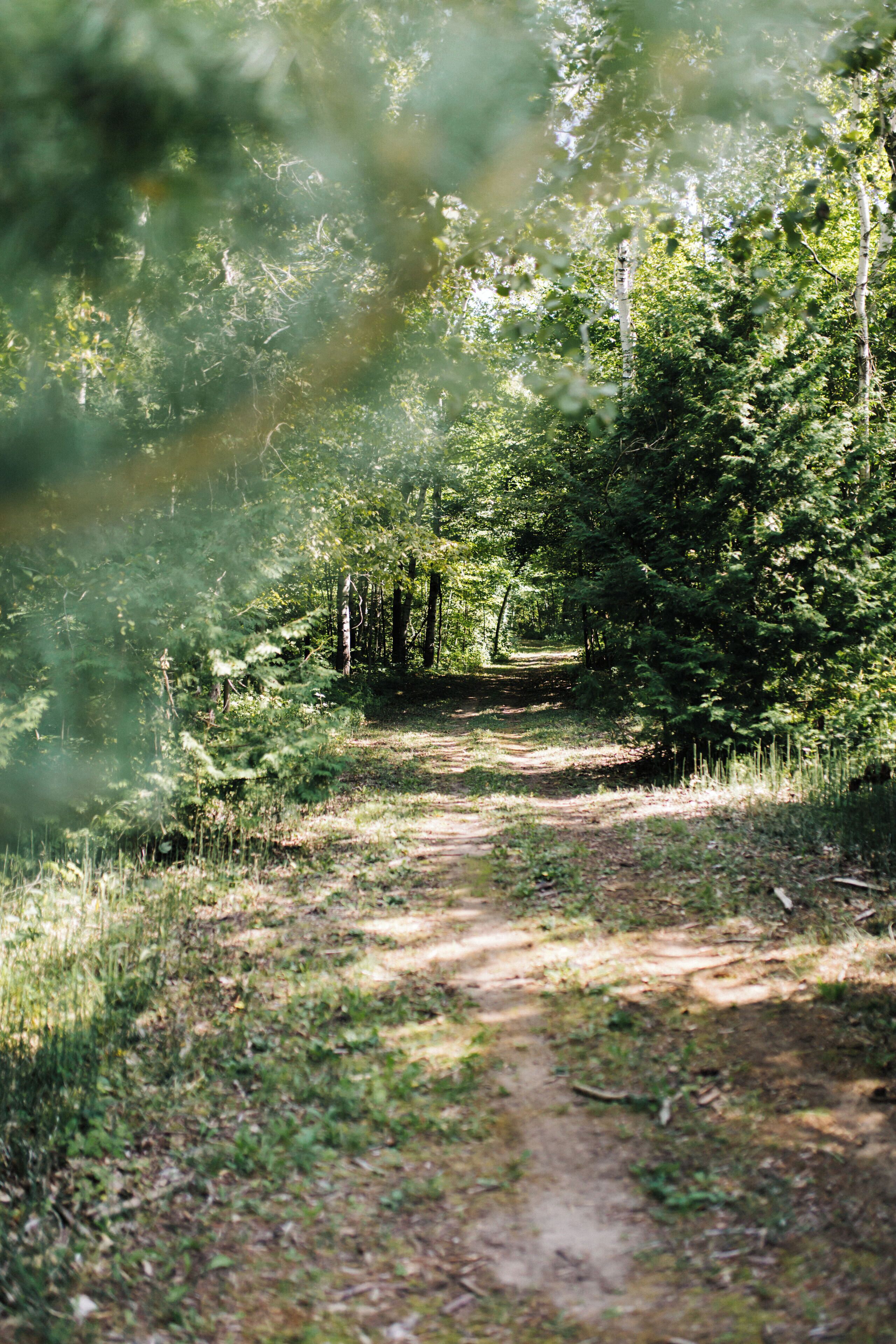A forest path surrounded by trees.